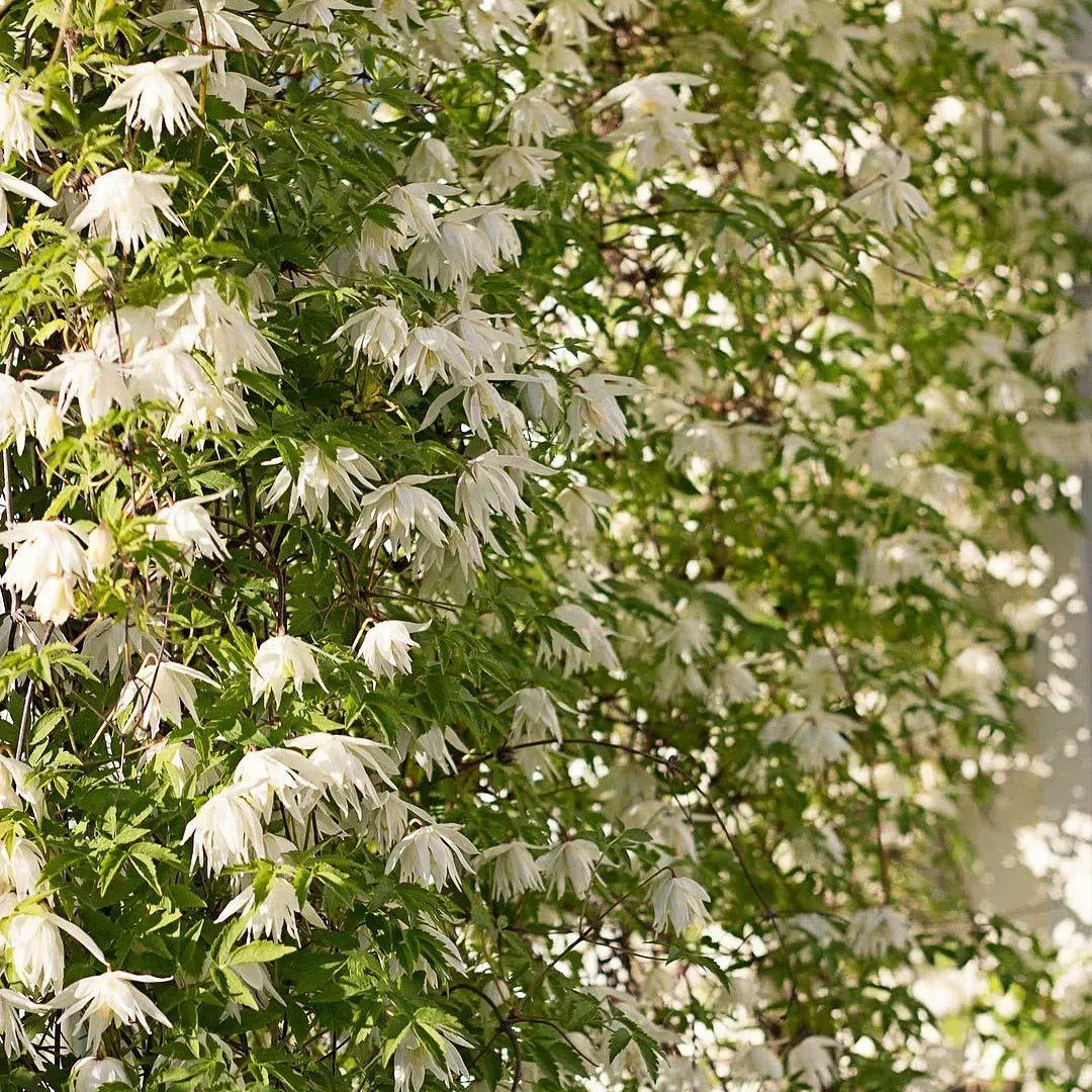 Clematis Seeds-The Queen of Climbing Vines