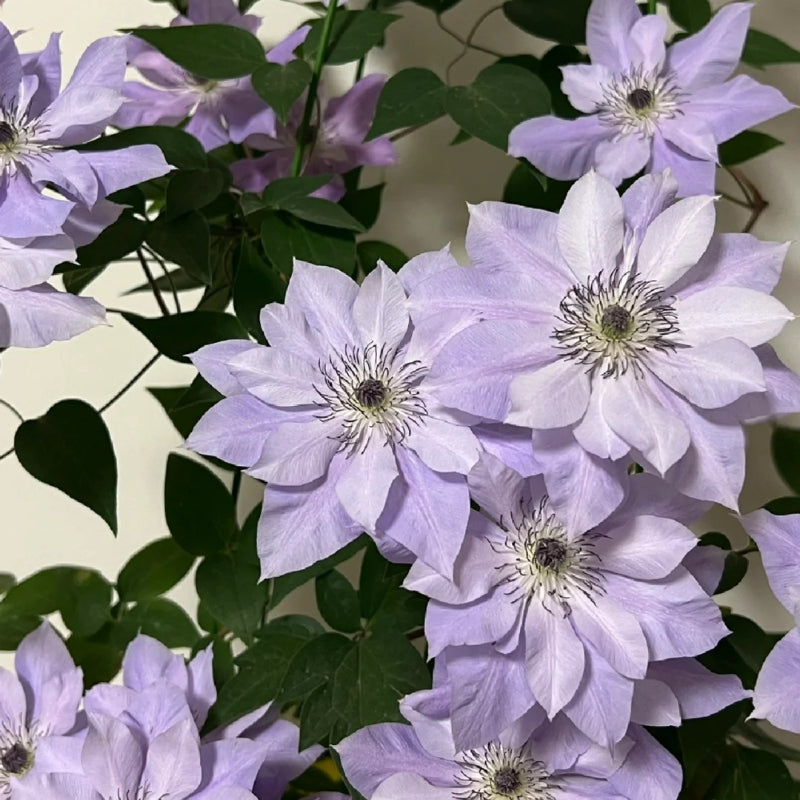 Clematis Seeds-The Queen of Climbing Vines