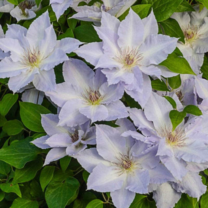 Clematis Seeds-The Queen of Climbing Vines